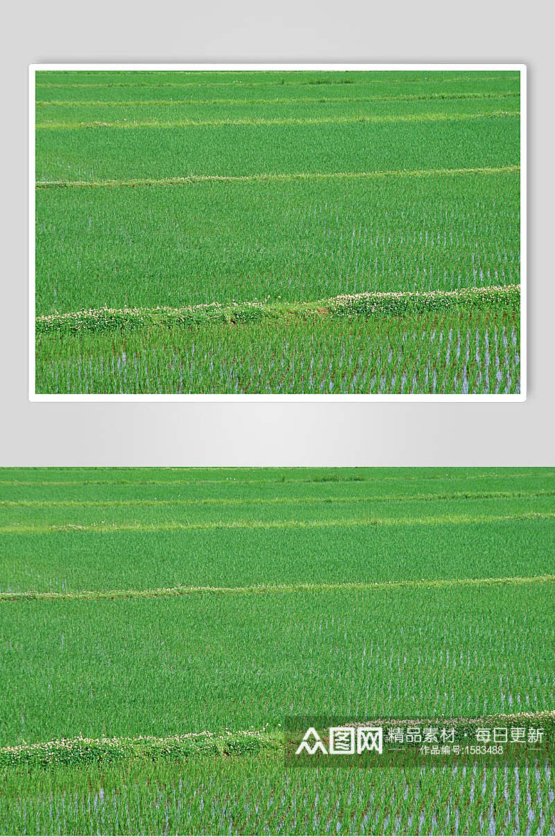 新鲜果蔬大片水稻田图片素材