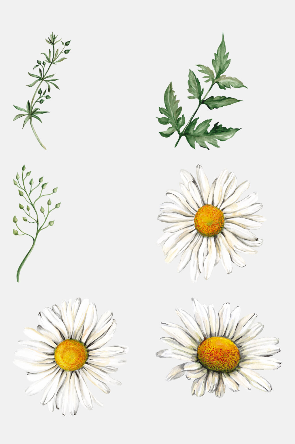 手绘植物花卉叶子花朵免抠元素素材