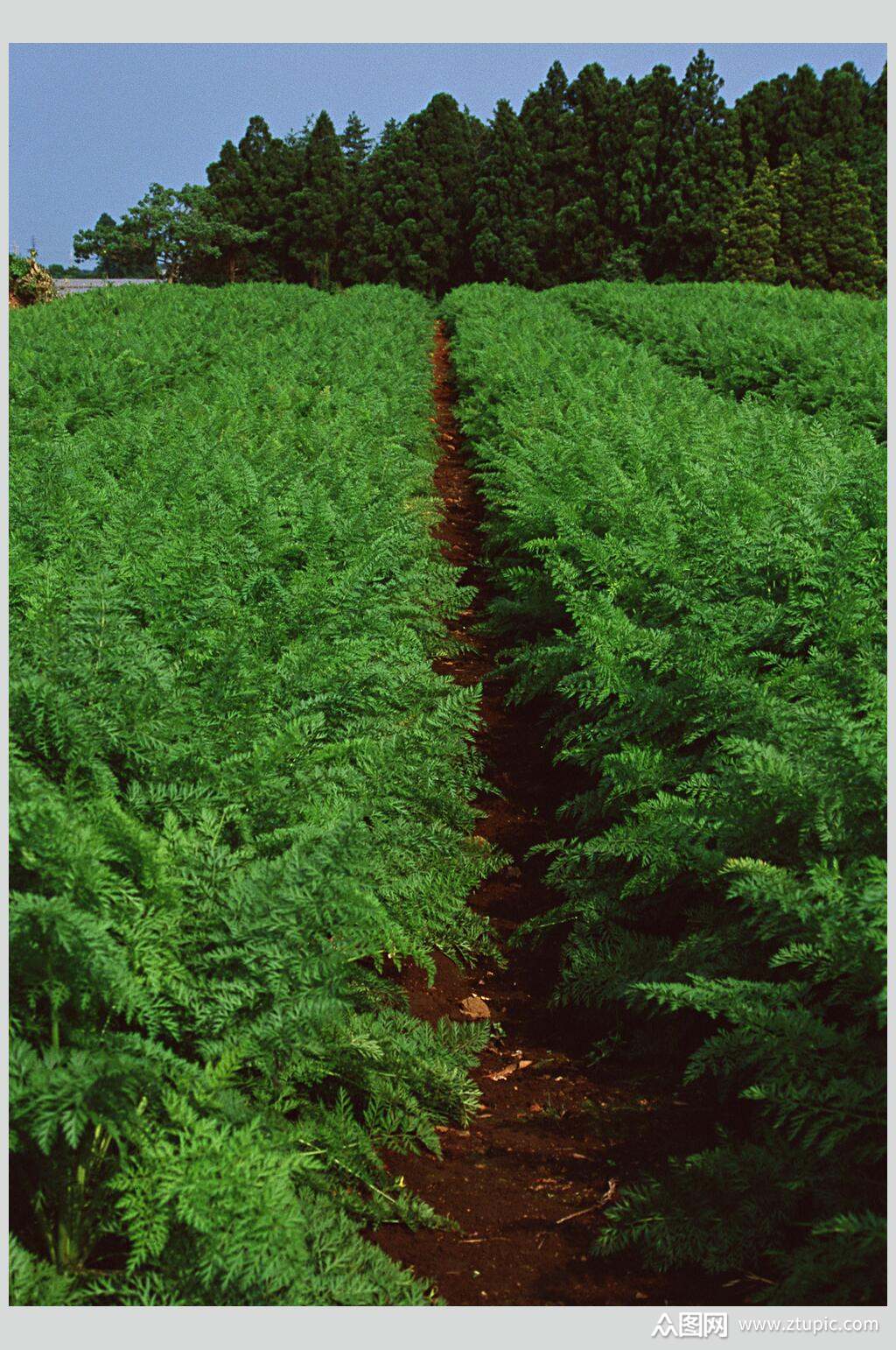 新鲜果蔬胡萝卜苗高清图片