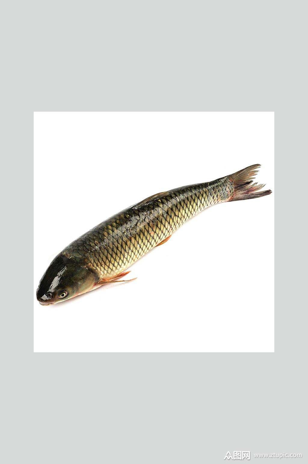 草鱼特写摄影图片素材