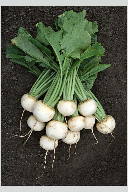 新鲜圆萝卜图片
