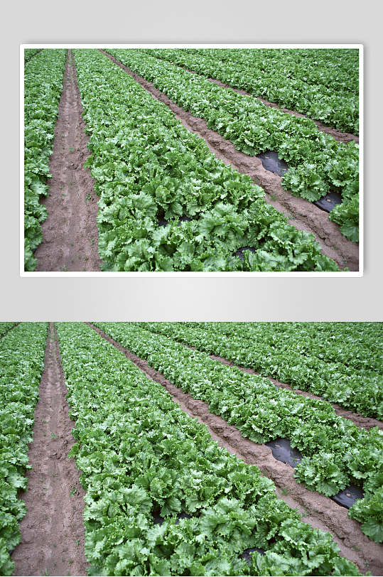 新鲜田地蔬菜图片