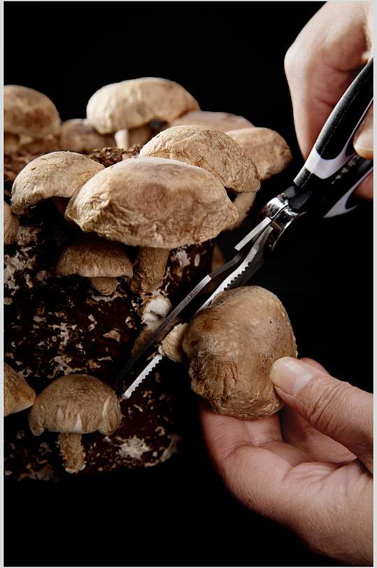 新鲜x蘑菇高清图片