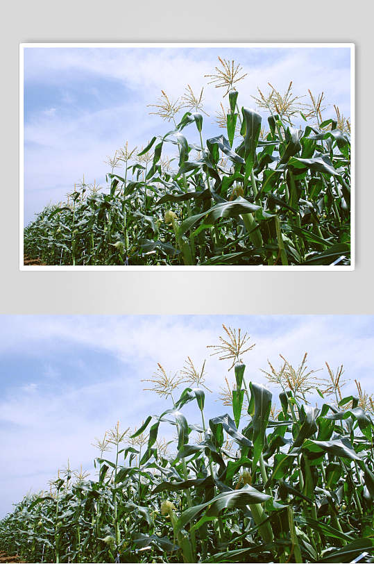 新鲜果蔬玉米花期高清图片