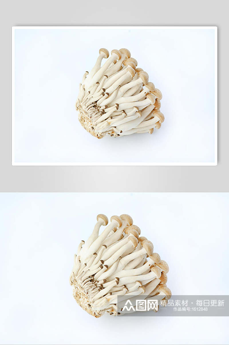 蘑菇海鲜菇食品图片素材