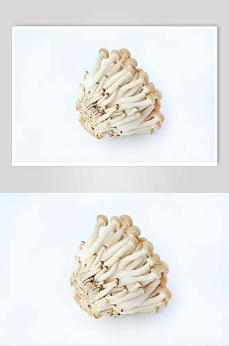 蘑菇海鲜菇食品图片
