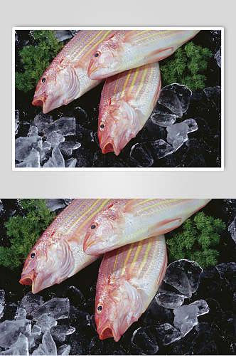 海产海鱼高清摄影图片
