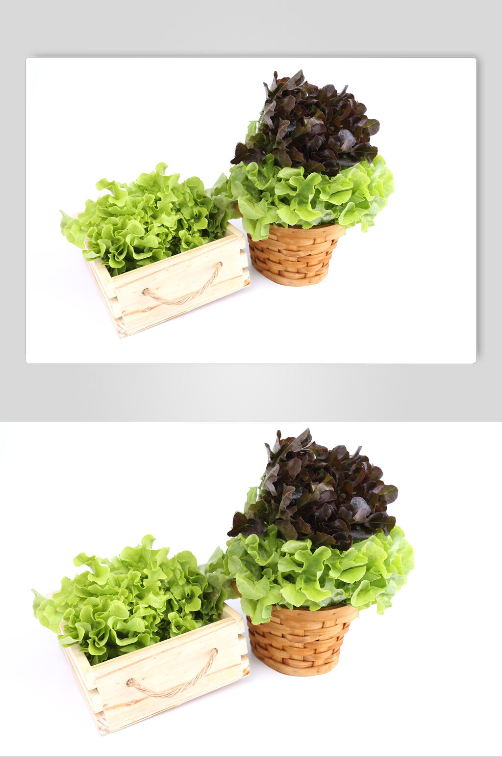 盘装生菜摄影图片素材