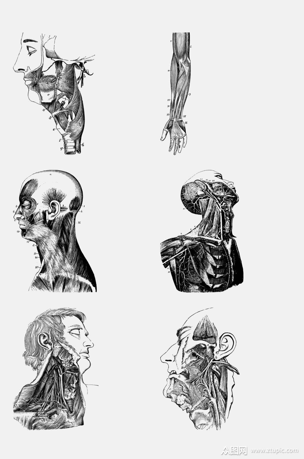 手绘画人体骨骼肌理元素素材