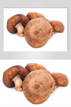 香菇菌类美食图片