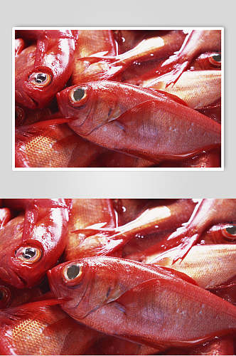 新鲜红鱼海鱼高清图片