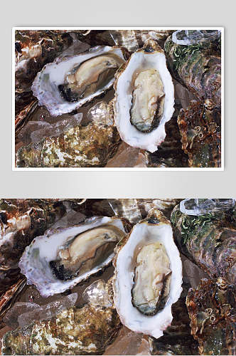 新鲜牡蛎高清图片