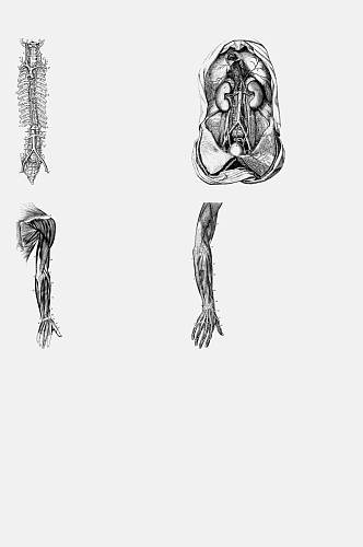 手绘画人体骨骼肌理元素素材
