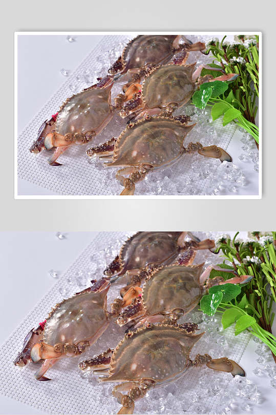 新鲜大螃蟹高清摄影图片