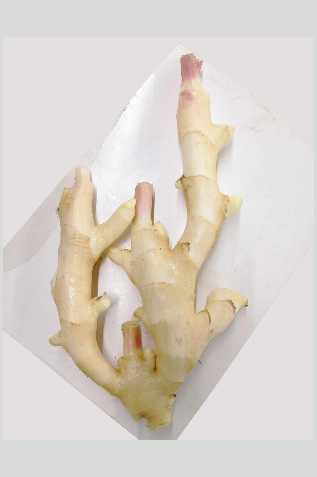 子姜健康食品摄影图素材