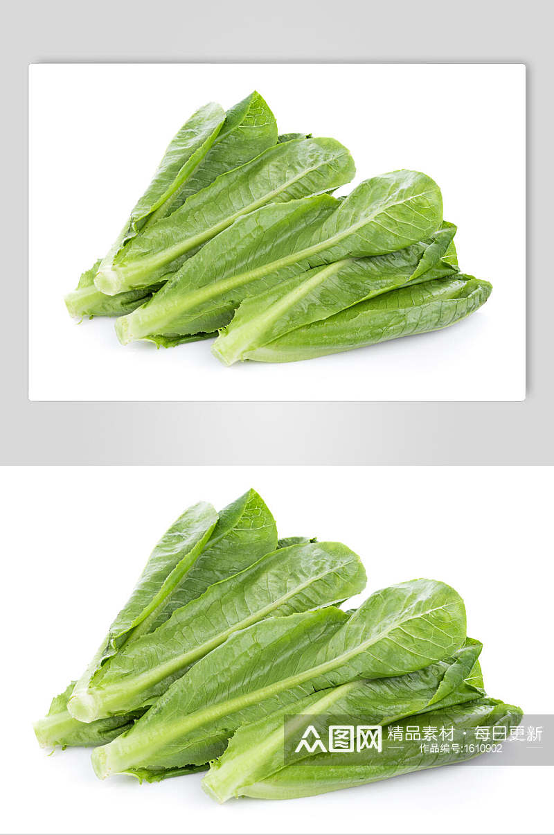 绿色有机油麦菜高清摄影图片素材