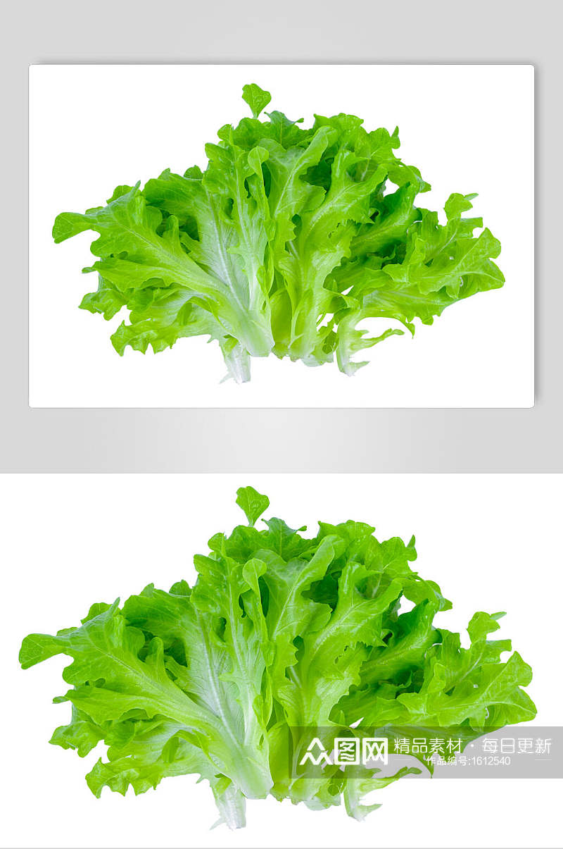 新鲜生菜蔬菜摄影图片素材