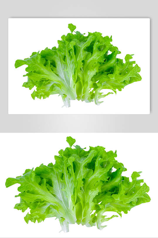 新鲜生菜蔬菜摄影图片