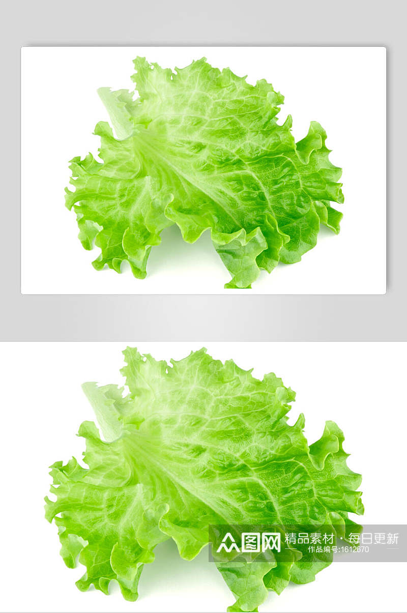 生菜蔬菜图片素材