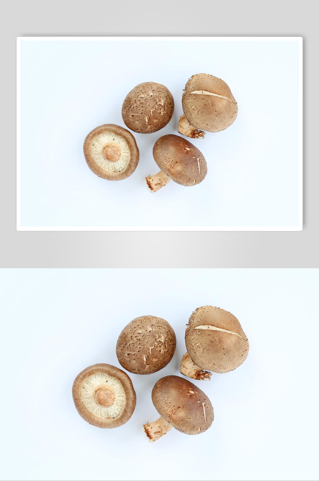 香菇特写图片素材