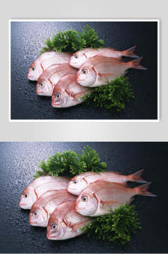 红白清蒸海鱼摄影图