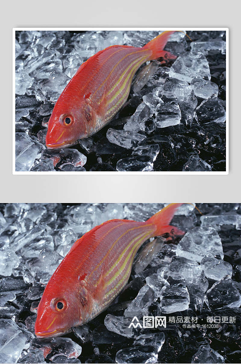 冰镇红鱼海鱼高清图片素材