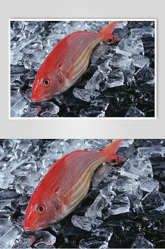 冰镇红鱼海鱼高清图片