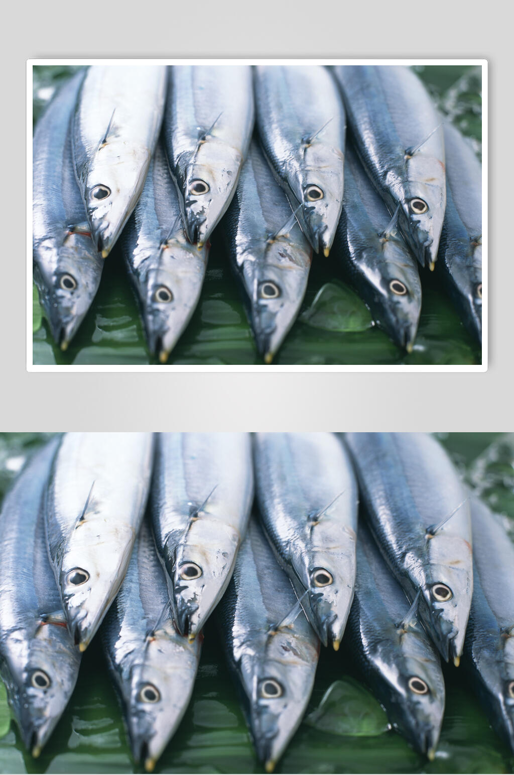 海鱼美食图片素材
