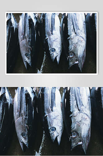 银鱼海鱼高清图片