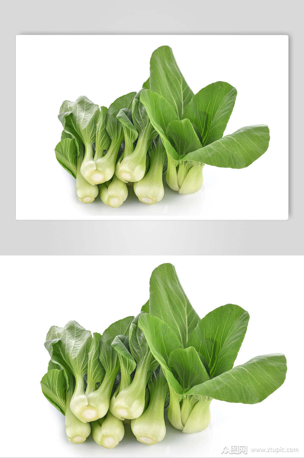 新鲜上海青蔬菜高清图片素材