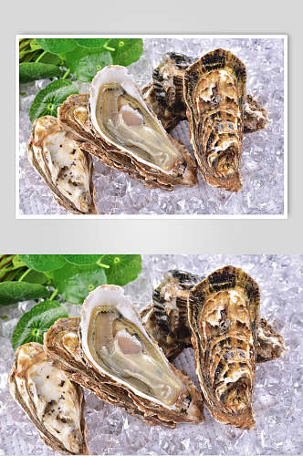 新鲜牡蛎高清摄影图片