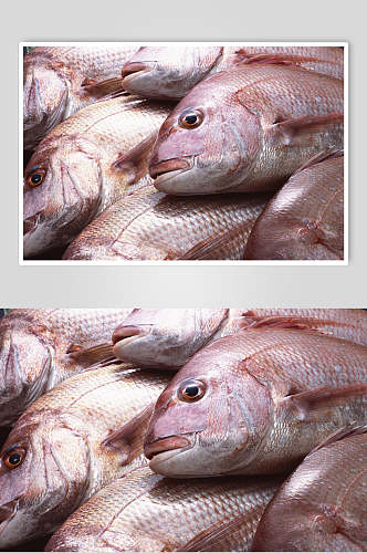 红色新鲜水产海鱼高清摄影图