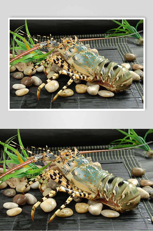 新鲜花大龙虾高清图片