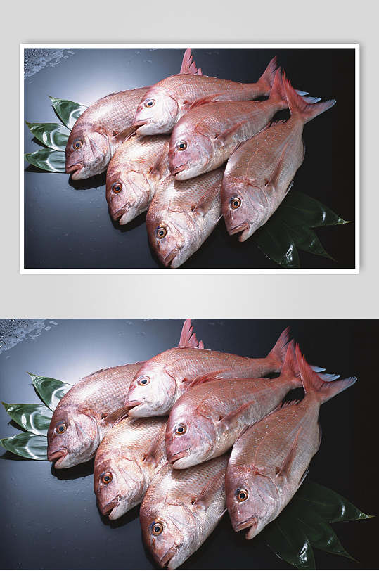 海鱼鱼类食品摄影图