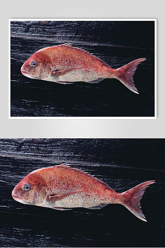 红鱼海鱼特写图片