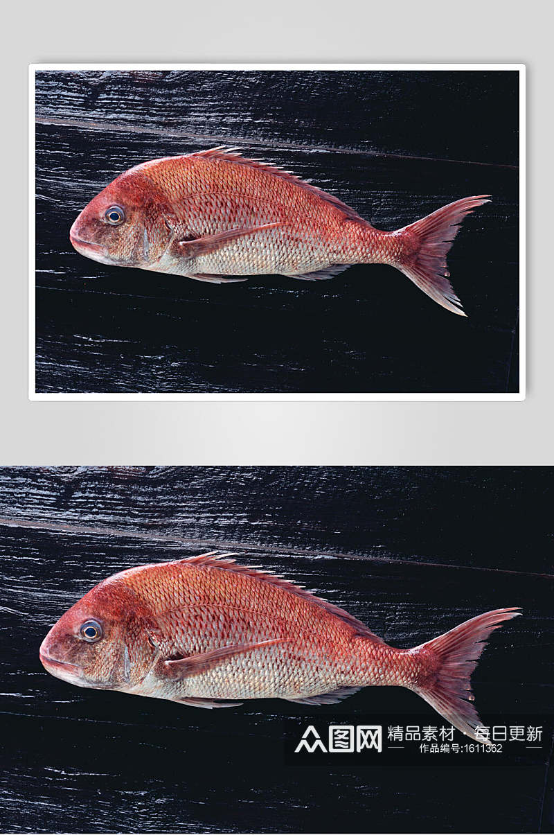 红鱼海鱼特写图片素材