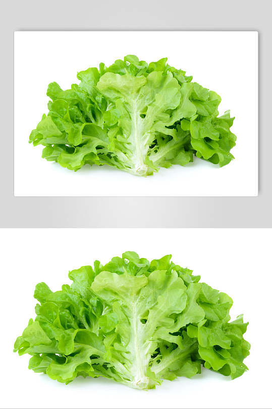 生菜有机蔬菜摄影图片
