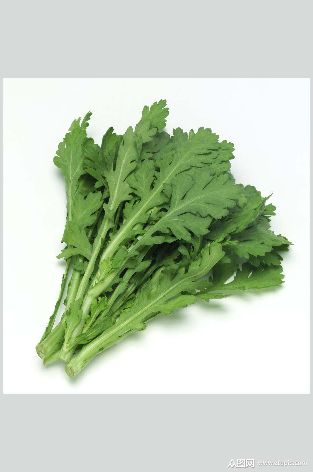 新鲜茼蒿摄影图片素材