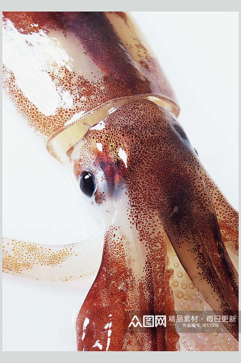 鱿鱼生鲜美食美味摄影图素材