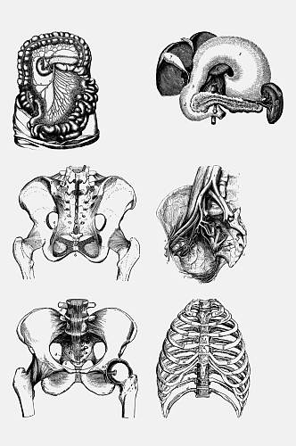 手绘画人体骨骼肌理元素素材