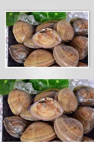 新鲜蛤喇高清摄影图片
