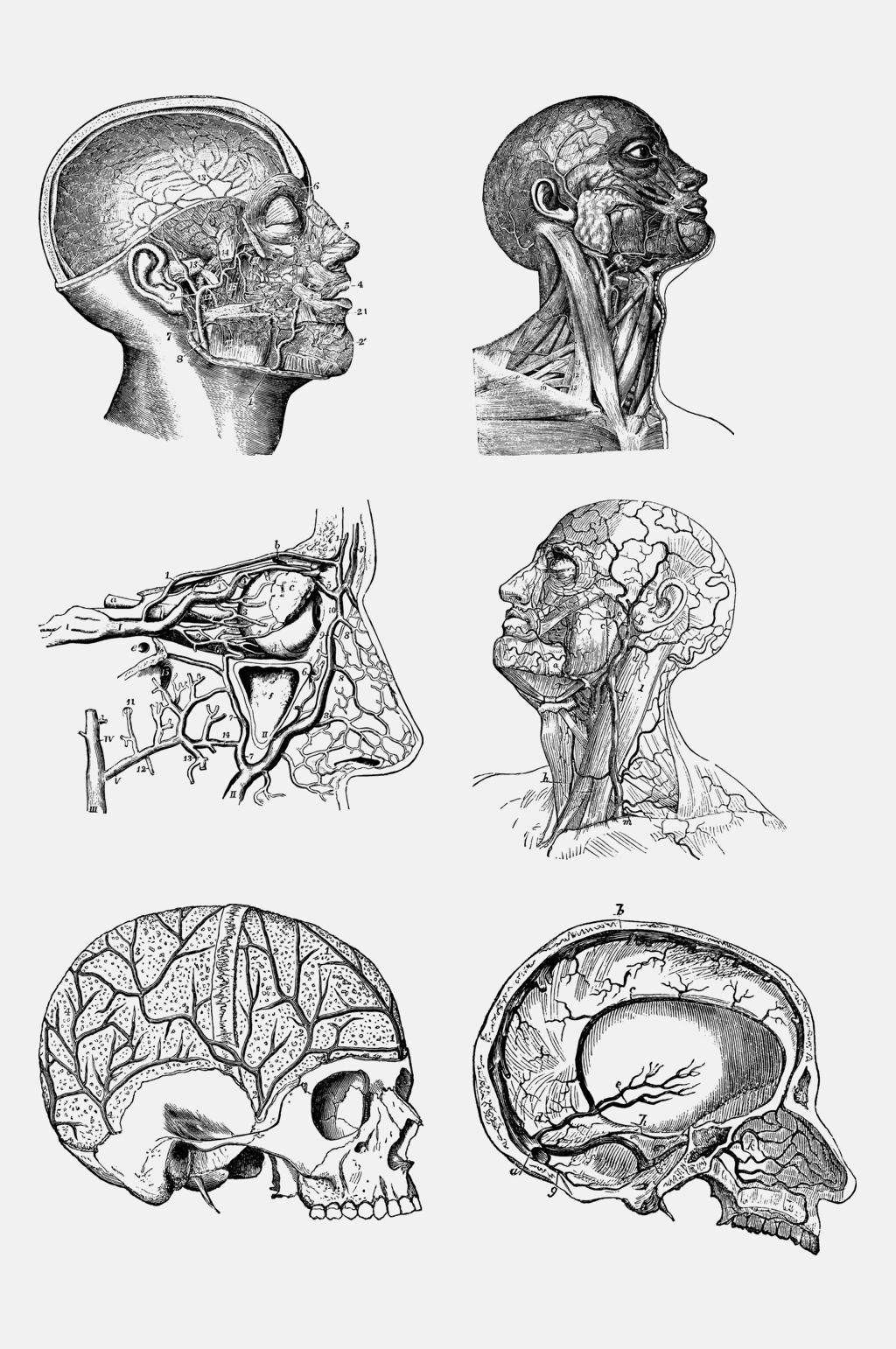手绘画人体骨骼肌理元素素材素材
