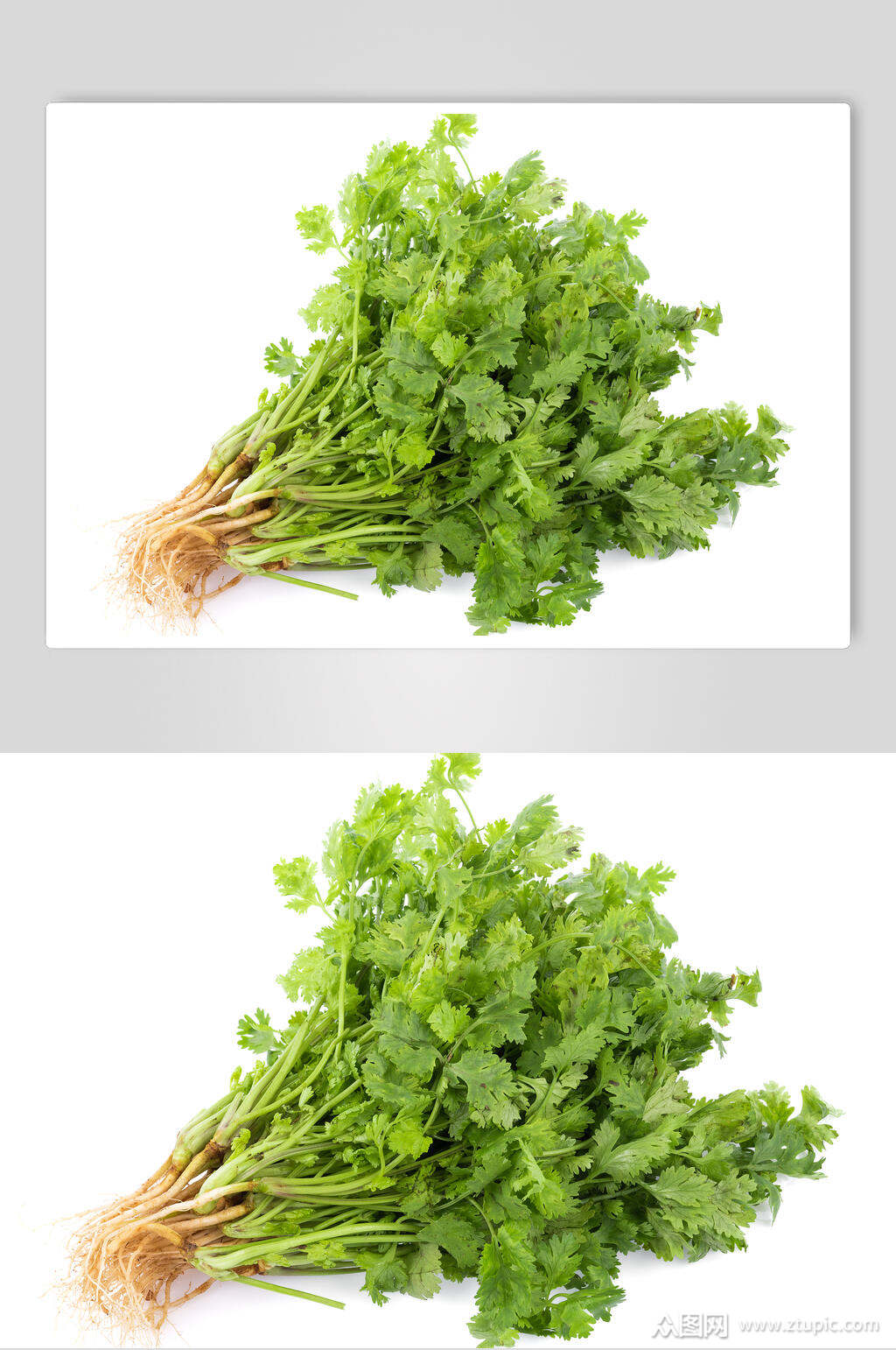 农家新鲜自种香菜高清图片