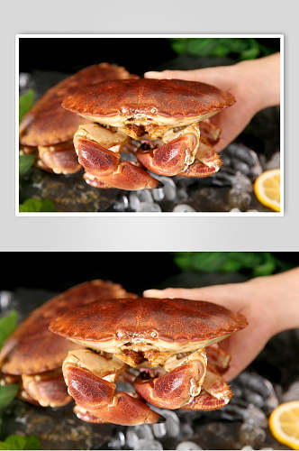 新鲜面包蟹高清摄影图片