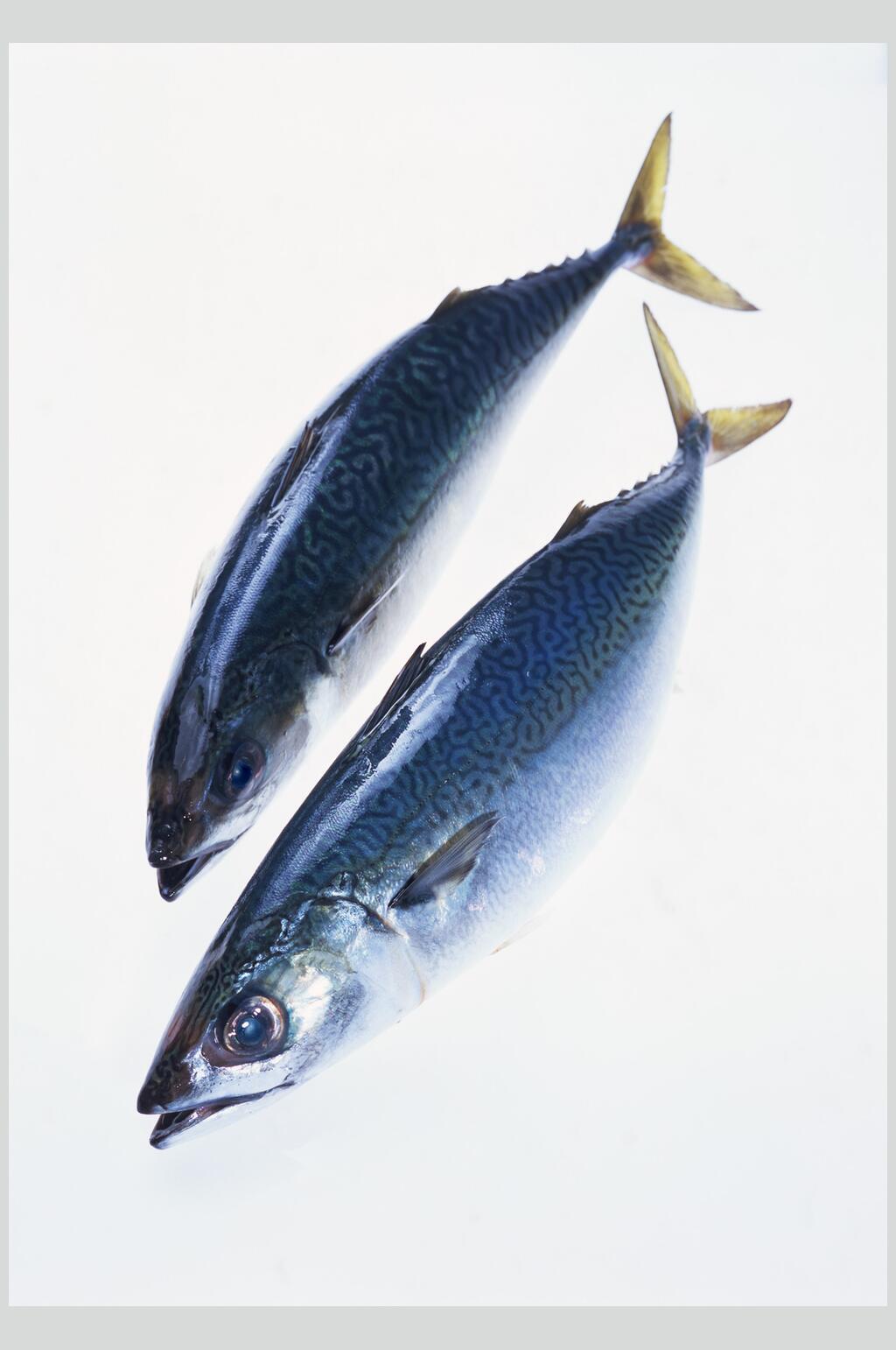 多肉少刺海鱼图片素材