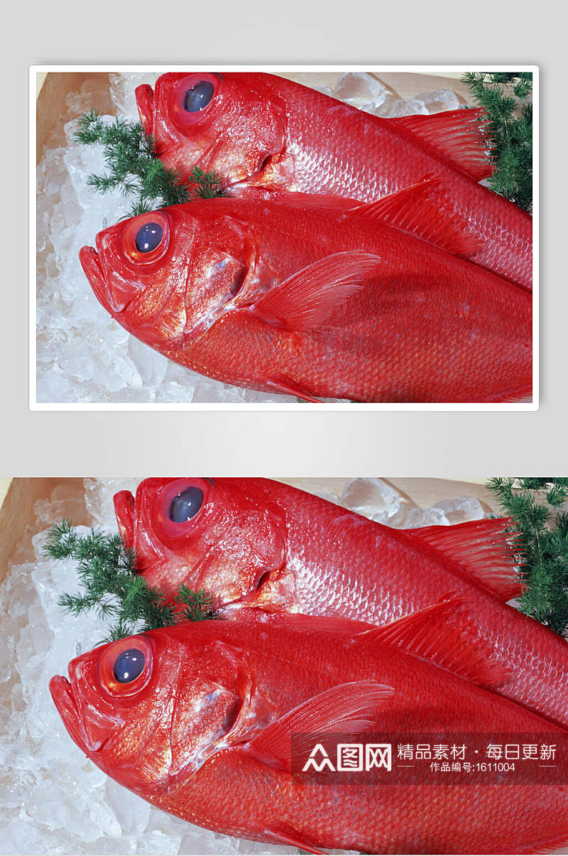 海产品海鱼高清摄影图片素材