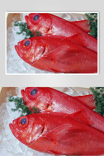 海产品海鱼高清摄影图片