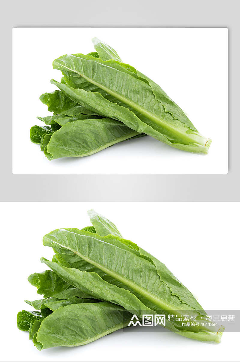 油麦菜绿色营养摄影图素材