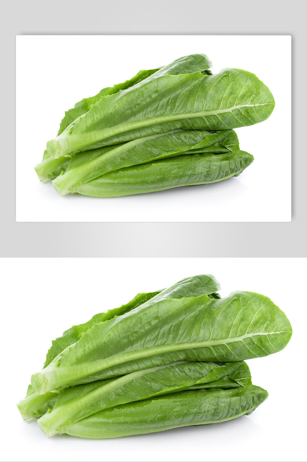 绿色蔬菜油麦菜高清图片素材