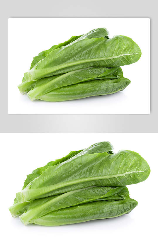 绿色蔬菜油麦菜高清图片
